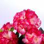 Umelá kytica Pelargónia svetlo-ružová 40 cm
