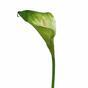 Umelá vetva Kamélia zeleno-biela 55 cm