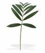 Umelá vetva Chamédorea úhľadná 60 cm