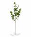 Umelá vetva Eukalyptus 100 cm