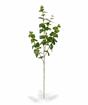 Umelá vetva Eukalyptus 100 cm