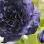 Umelá vetva Eustoma modrá 80 cm