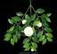 Artificial branch Gardenia with flowers and buds 55 cm