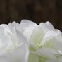Umelá vetva Hortenzia biela 50 cm
