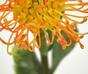 Umelá vetva Leucadendron oranžová 60 cm