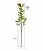 Umelá vetva Cezmína 75 cm