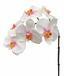 Artificial branch of Orchid pink-white 55 cm