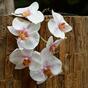 Artificial branch of Orchid pink-white 55 cm