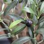 Umelá vetva Olivovník  s olivami 54 cm