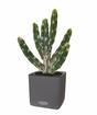 Umelý kaktus Tetragonus 35 cm