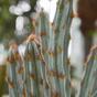 Artificial cactus Tetragonus Brown 35 cm
