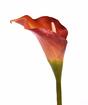 Umelý kvet Kala oranžová 55 cm