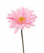 Umelý kvet Gerbera ružový 60 cm