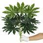 Umelá Fatsia japonská 50 cm