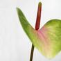 Umelý list Antúria ružovo-zelený 50 cm