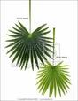 Umelý list palma Livistona 90 cm