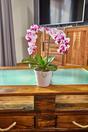 Umelá Orchidea 43 cm