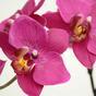 Umelá rastlina Orchidea fialová 80 cm