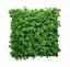 Umelý panel Pachysandra - 50x50 cm