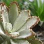 Umelá rastlina Eševéria 15 cm