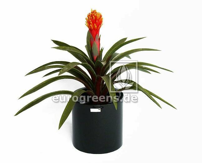 Artificial plant Guzmánia 65 cm