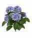 Umelá rastlina Hortenzia modrá 40 cm