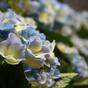Artificial plant Hydrangea blue 45 cm