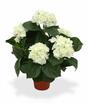 Umelá rastlina Hortenzia krémová 45 cm