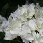 Umelá rastlina Hortenzia krémová 45 cm