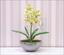 Umelá rastlina Orchidea Cymbidium svetlozelená 50 cm