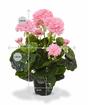 Artificial plant Pakost pink 40 cm