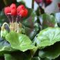 Umelá rastlina Pakost červená 40 cm