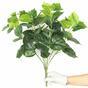 Umelá rastlina Pavinič zelený 45 cm