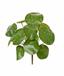 Umelá rastlina Pilea peperomioides 20 cm
