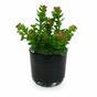 Umelá rastlina Rozchodník 18 cm