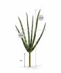 Umelá rastlina Svokrine jazyky 20 cm
