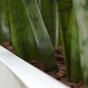 Umelá rastlina Svokrine jazyky 80 cm