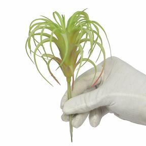 Artificial plant Tillandsia 14 cm