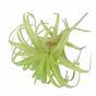 Umelá rastlina Tillandsia 14 cm