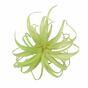 Umelá rastlina Tillandsia 14 cm