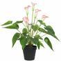 Artificial plant White-pink calla 50 cm
