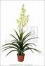 Artificial plant Yucca beautiful 125 cm