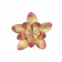 Umelý sukulent lotos Crassula Capitella 10 cm