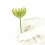 Umelý sukulent lotos Eševéria zelený 9 cm