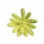 Umelý sukulent lotos Eševéria zelený 9 cm