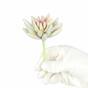 Umelý sukulent lotus Eševéria biela 10,5 cm