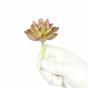 Umelý sukulent lotos Graptopetalum 9,5 cm