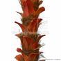 Umelá palma Cycas 300 cm