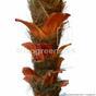 Umelá palma Cycas 300 cm