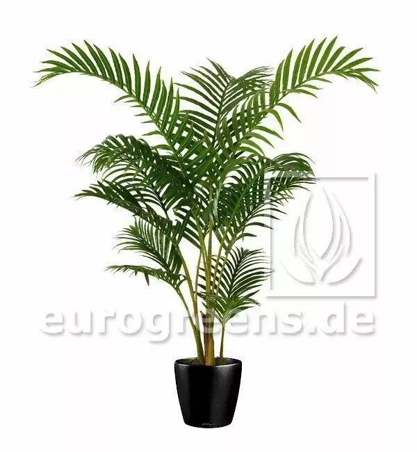 Palma Areca 120 centimetrov.